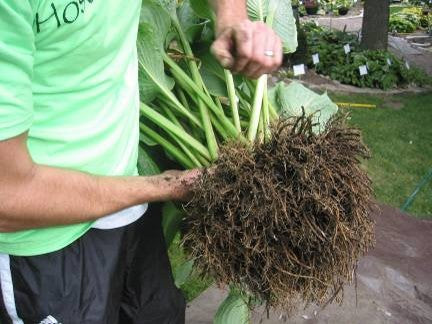 Hosta Root System HostasMN