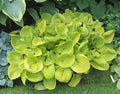 Hosta 'Maui Buttercups'
