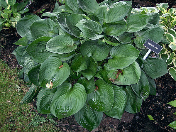 Hosta 'Midnight Ride'