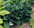 Hosta 'Midnight Ride'
