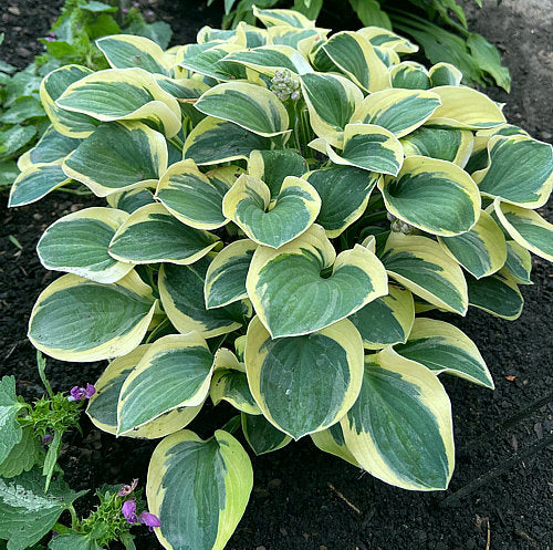 Hosta 'Mighty Mouse'