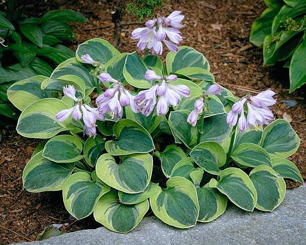 Hosta 'Mighty Mouse'