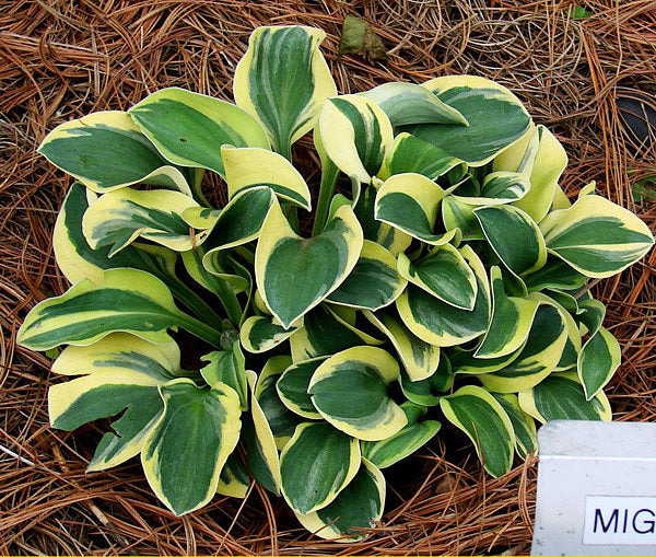 Hosta 'Mighty Mouse'