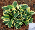 Hosta 'Mighty Mouse'