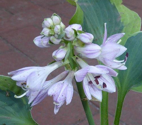 Hosta 'Mini Skirt'