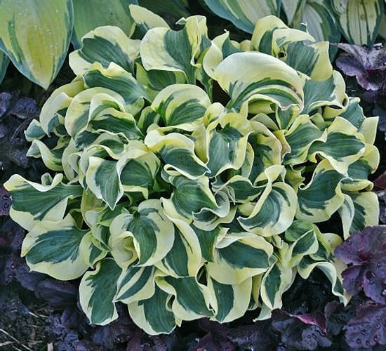 Hosta 'Mini Skirt'