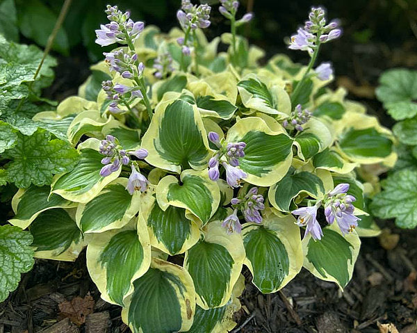 Hosta 'Mini Skirt'