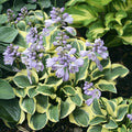 Hosta 'Mini Skirt'