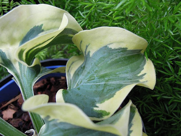 Hosta 'Mini Skirt'
