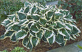Hosta 'Minuteman'