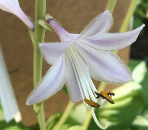 Hosta 'Miss America'