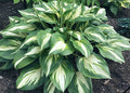 Hosta 'Miss America'