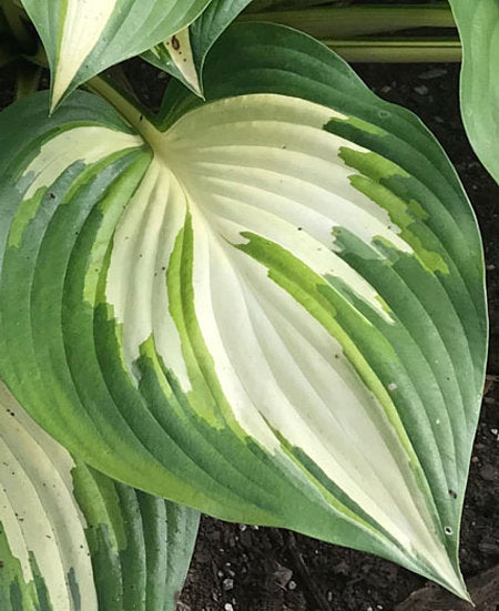 Hosta 'Miss America'