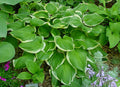 Hosta 'Miss Saigon'