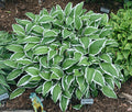 Hosta 'Mr. Asami'