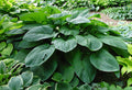 Hosta 'Mr. Big'
