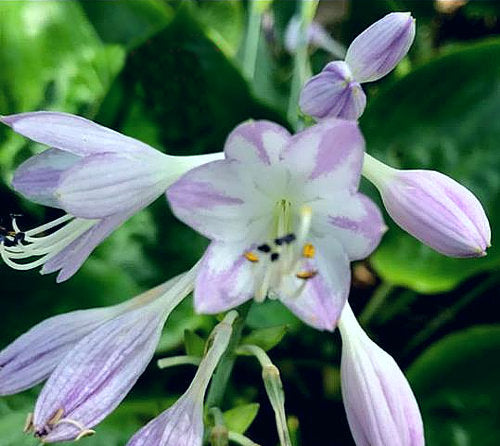 Hosta 'Mystic Star'