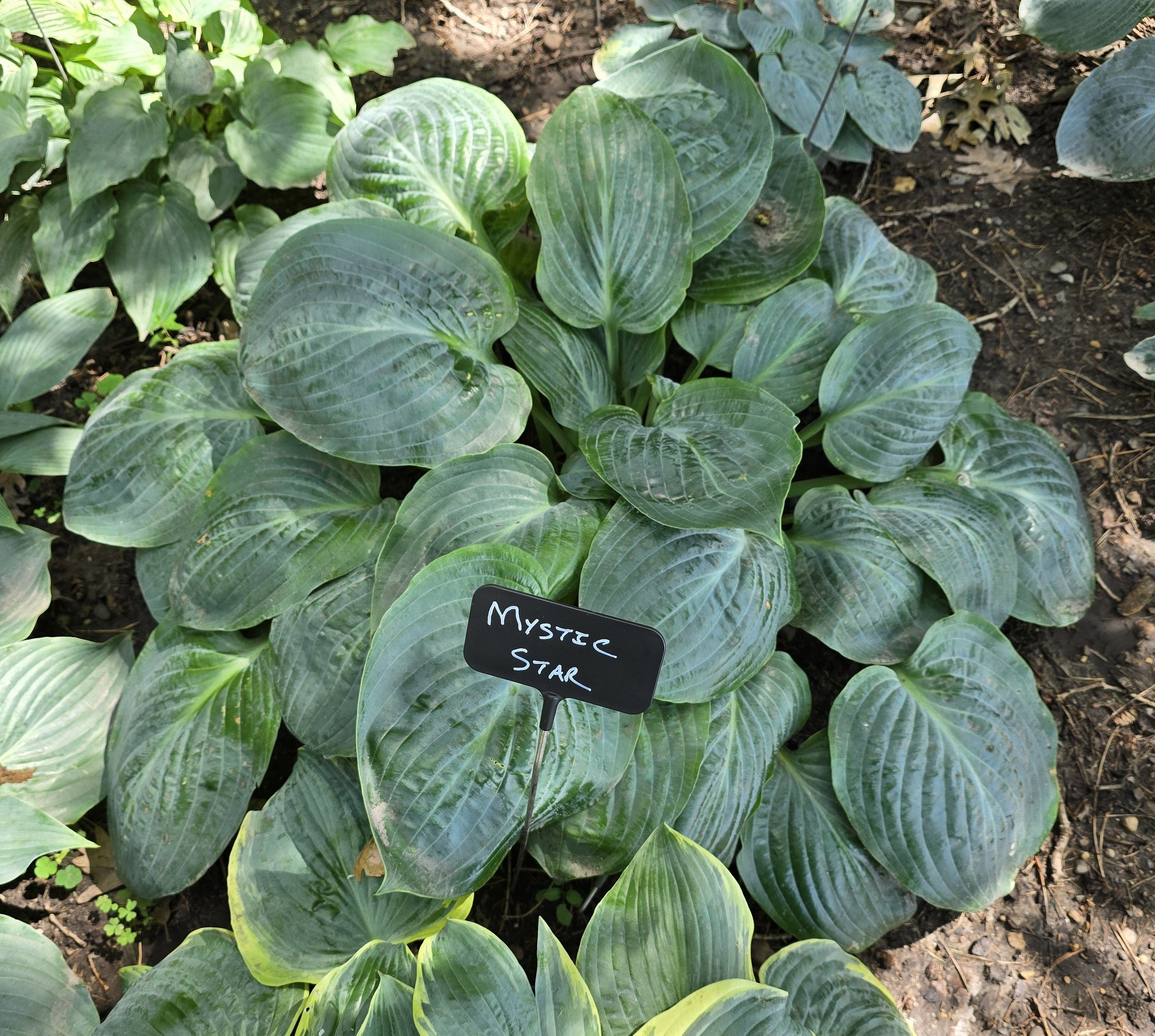 Hosta 'Mystic Star'
