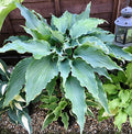 Hosta 'Neptune'
