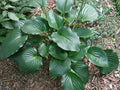 Hosta 'Nightlife'