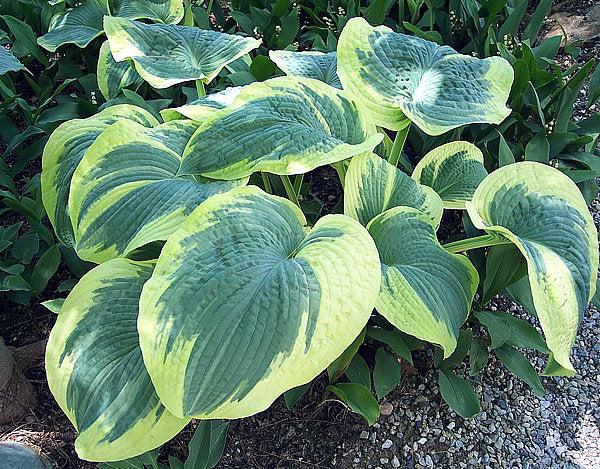 Hosta 'Northern Exposure'