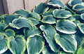 Hosta 'Northern Exposure'