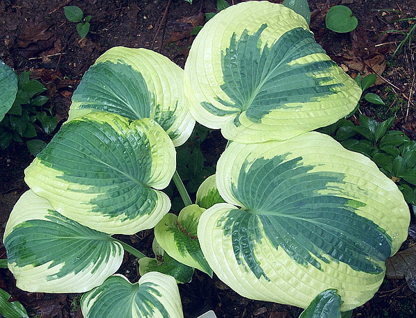 Hosta 'Northern Exposure'