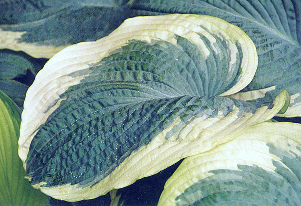 Hosta 'Northern Exposure'