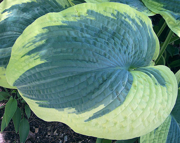 Hosta 'Northern Exposure'