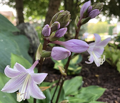 Hosta 'Obsession'