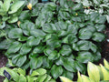 Hosta 'Obsession'