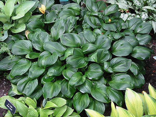 Hosta 'Obsession'
