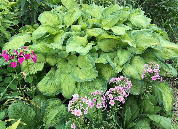 Hosta 'Old Glory'