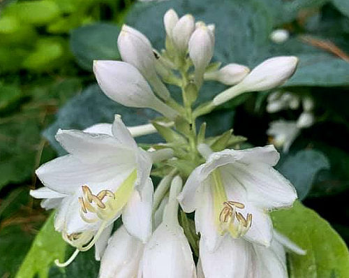Hosta 'Olive Bailey Langdon'