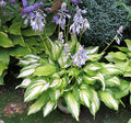 Hosta 'On Stage'
