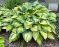 Hosta 'Orange Marmalade'