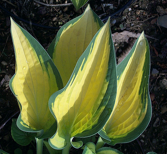 Hosta 'Orange Marmalade'