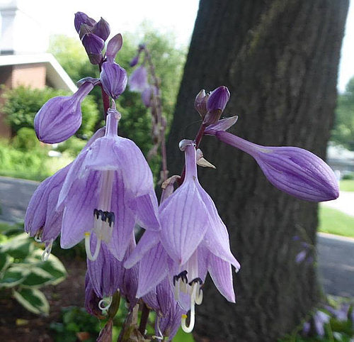 Hosta 'Paradise Island'