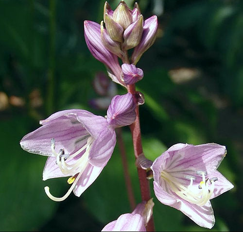 Hosta 'Paradise Island'