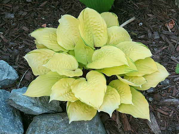 Hosta 'Paradise Island'