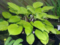 Hosta 'Paradise Island'