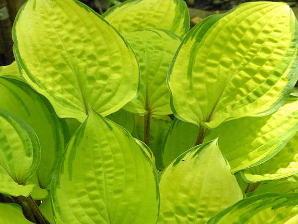 Hosta 'Paradise Island'