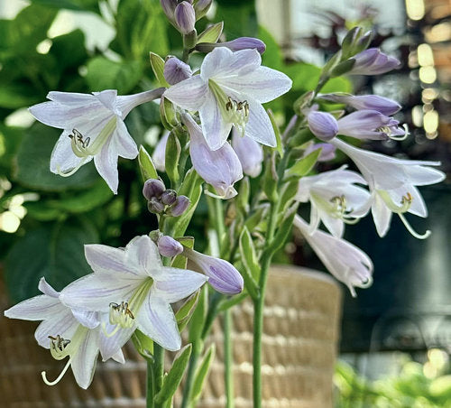 Hosta 'Patriot'