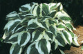Hosta 'Patriot'