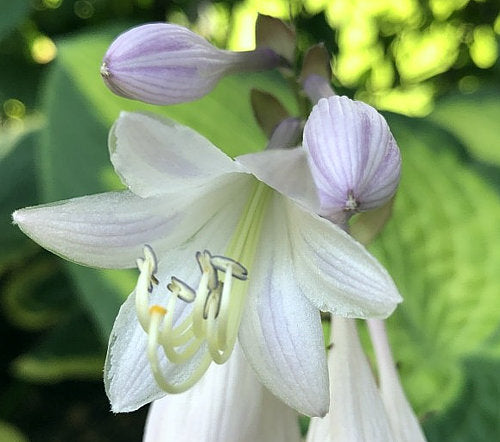 Hosta 'Paul's Glory'