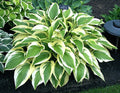 Hosta 'Percy'