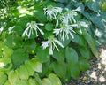 Hosta 'plantaginea'