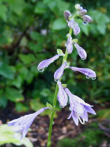 Hosta 'Platinum Tiara'
