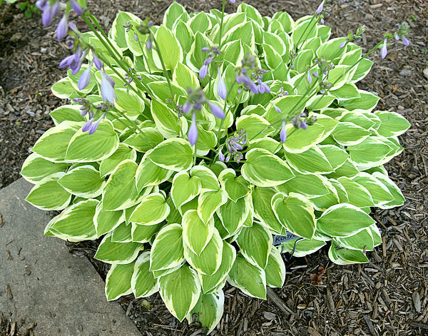 Hosta 'Platinum Tiara'