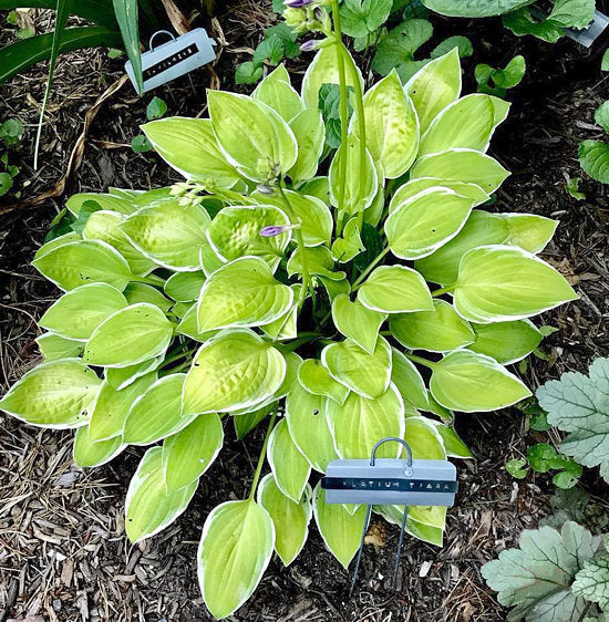 Hosta 'Platinum Tiara'